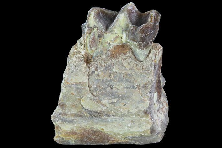 Hyracodon (Running Rhino) Jaw Section - South Dakota #99573
